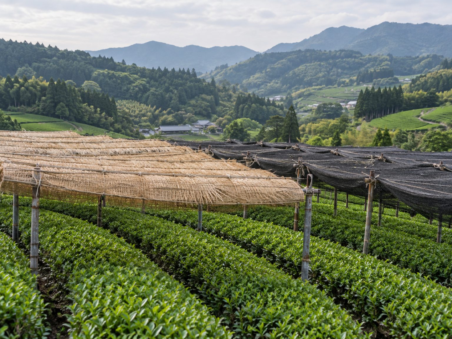 写真：八女の茶畑